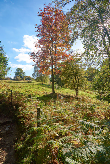 Red tree clearing This landscape photograph captures a rural nature scene in the North Yorkshire Moors, located in the United Kingdom. The main subject is a clearing featuring a prominent tree with red autumn foliage, surrounded by other trees whose leaves are just starting to turn with the changing season. The image was taken in the early afternoon during autumn in 2018, evident from the warm sunlight filtering through the branches and the golden hues of the ferns and grass on the ground. The photograph highlights the beauty of the natural environment typical of this region, showcasing the vibrant colors of autumn and the serene landscape of the North Yorkshire Moors.